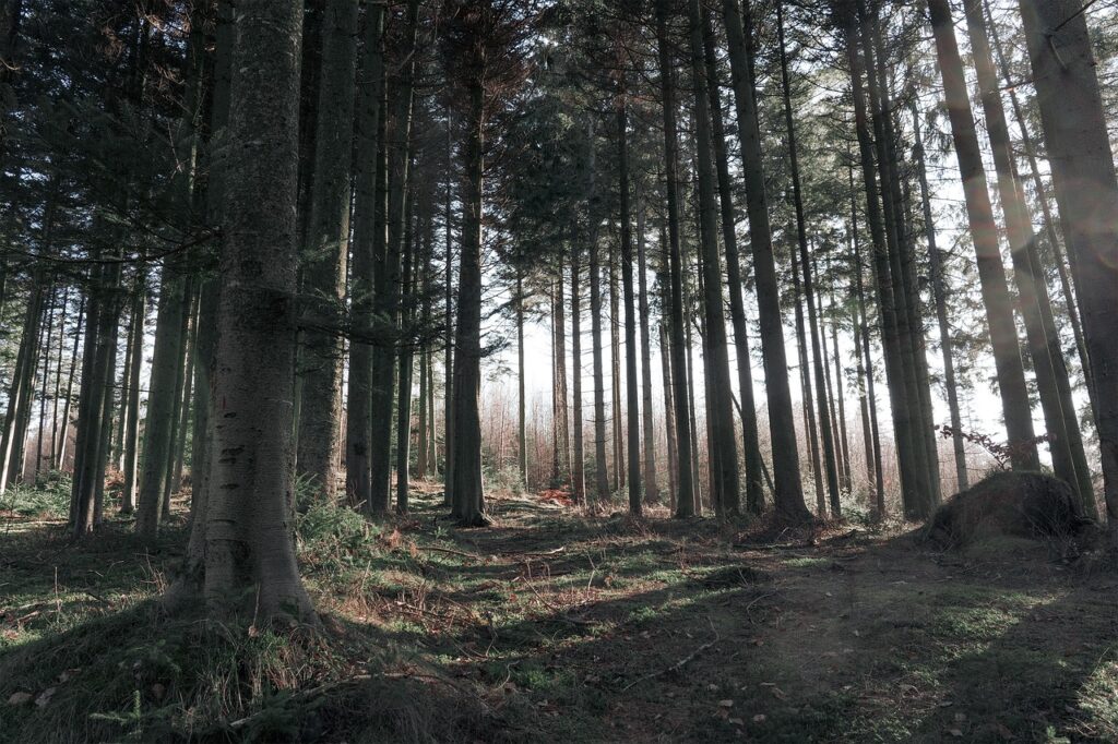 Guide d'achat : bois de chauffage densifié forêt